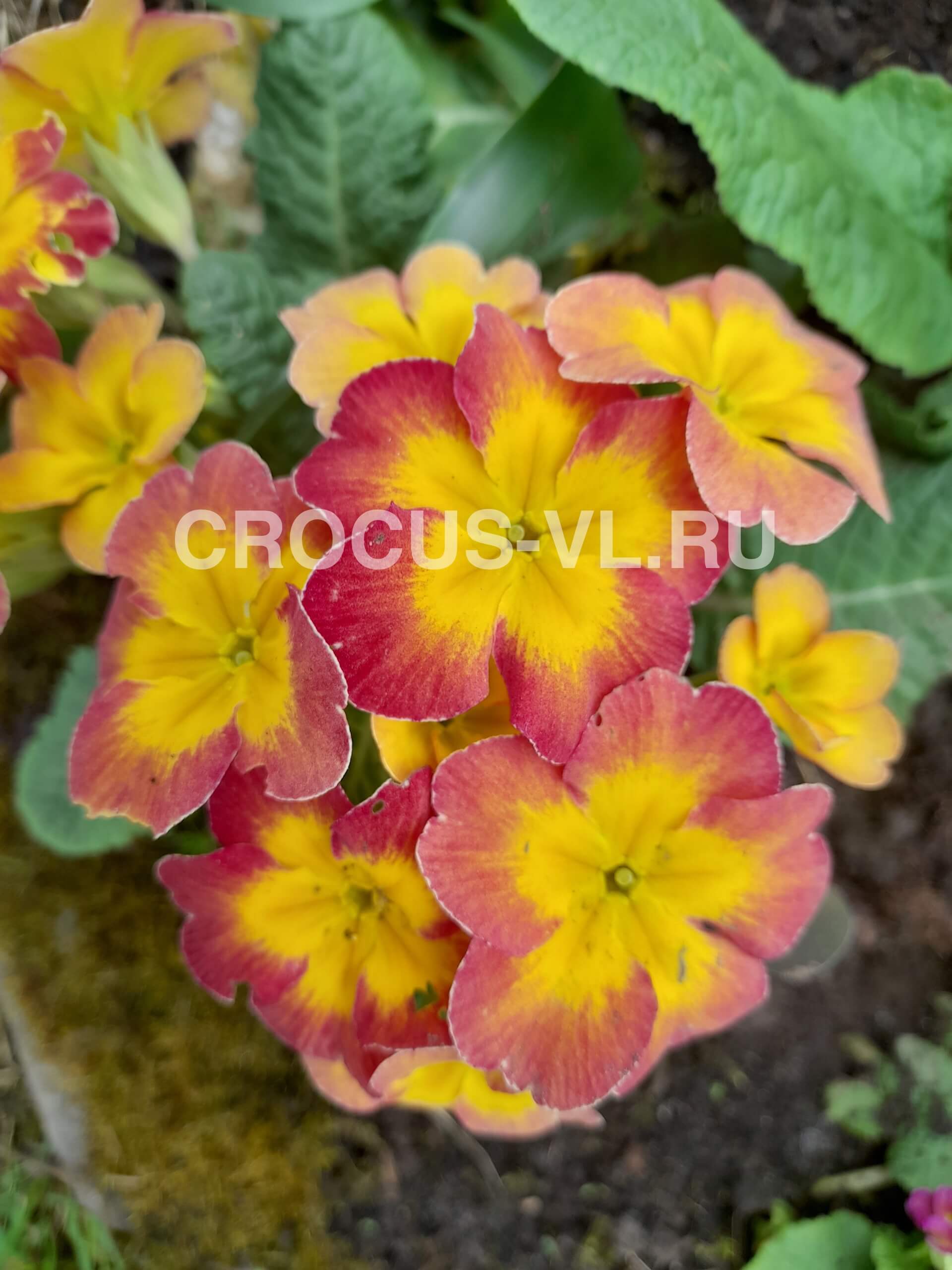 Примула высокая «Летний Закат»